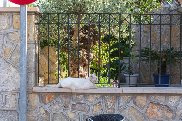 White Cat Lying Wall Town Sant Elm Mallorca Spain — Stock Photo, Image
