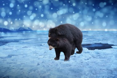 İki kara ayı, karla kaplanmış buzda çiftleşirken bulanık arka plan, İskandinavya. Doğadaki vahşi yaşam sahnesi. Kuzey Kutbu 'nda soğuk kış. Karda kutup vahşi hayvanları.