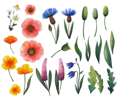 Büyük bir çiçek ve bitki seti. Beyaz arka planda izole edilmiş suluboya çizimler. Haşhaş, papatya, çiçek, düğün çiçeği, çim, yaprak, haşhaş kutusu.
