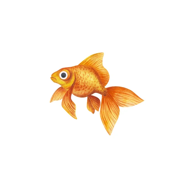 Goldfish Aquarium Fish Golden Color Watercolor Realistic Illustration Isolated White — Stock Photo, Image