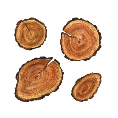 Bir ağaç kes. Suluboya çizimleri. Kütük, gövde, kütük ya da yuvarlak şekil. Doğal, çevre dostu unsur. Beyaz bir arkaplanda izole edilmiş.