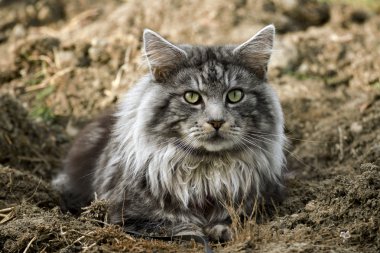 Doğada küçük güzel bebek