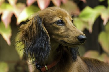 Doğada küçük oynak dachshund