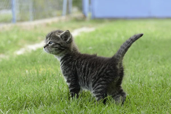 Doğada küçük güzel bebek — Stok fotoğraf