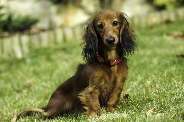 Small playful dachshund in nature — Stock Photo, Image