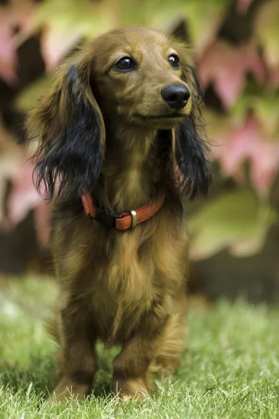 Small playful dachshund in nature — Stock Photo, Image