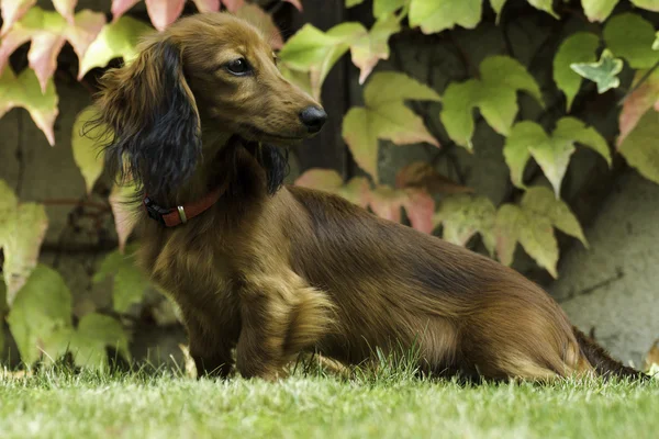 Pequeno dachshund brincalhão na natureza — Fotografia de Stock
