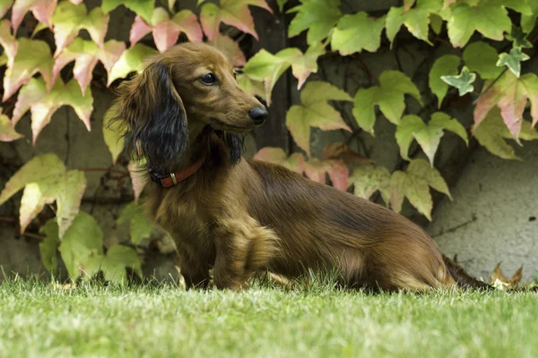 Pequeno dachshund brincalhão na natureza — Fotografia de Stock