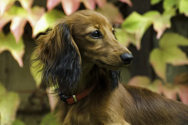 Doğada küçük oynak dachshund — Stok fotoğraf