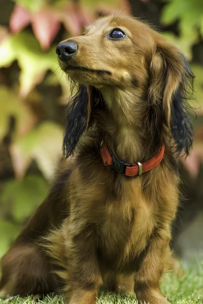 Small playful dachshund in nature — Stock Photo, Image