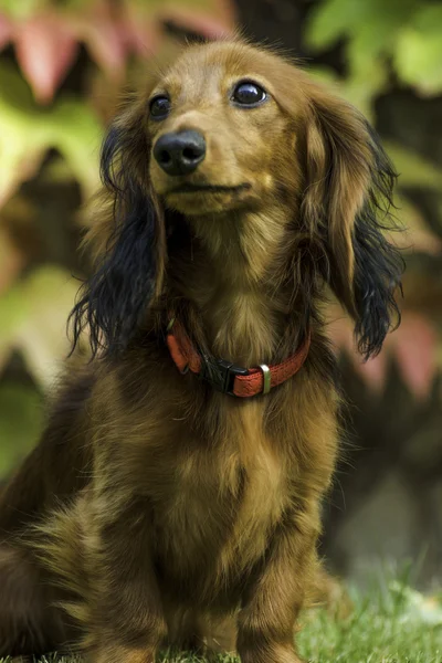 Small playful dachshund in nature — Stock Photo, Image