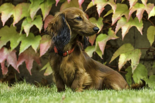 Pequeno dachshund brincalhão na natureza — Fotografia de Stock