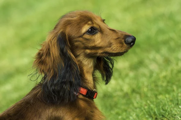Small playful dachshund in nature — Stock Photo, Image