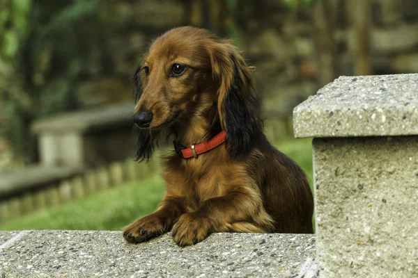 Small playful dachshund in nature — Stock Photo, Image