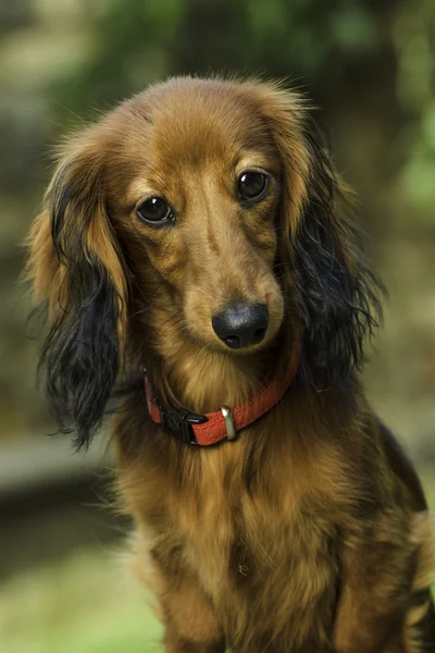 Pequeno dachshund brincalhão na natureza — Fotografia de Stock