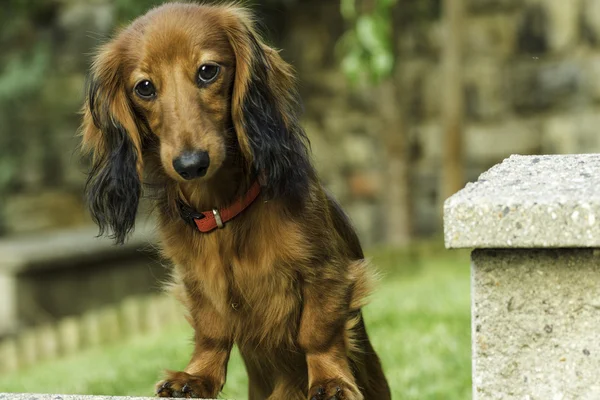 Small playful dachshund in nature — Stock Photo, Image