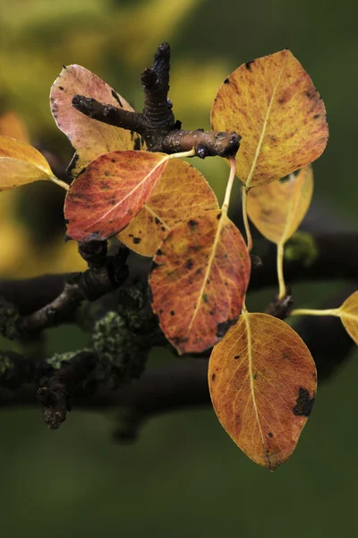 Hermosos colores de otoño en la naturaleza — Foto de Stock