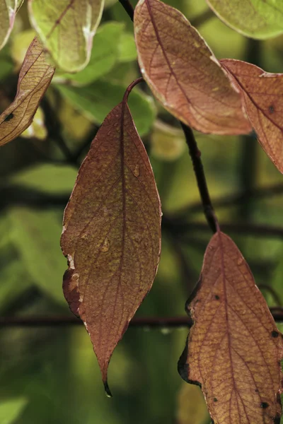 Hermosos colores de otoño en la naturaleza — Foto de Stock