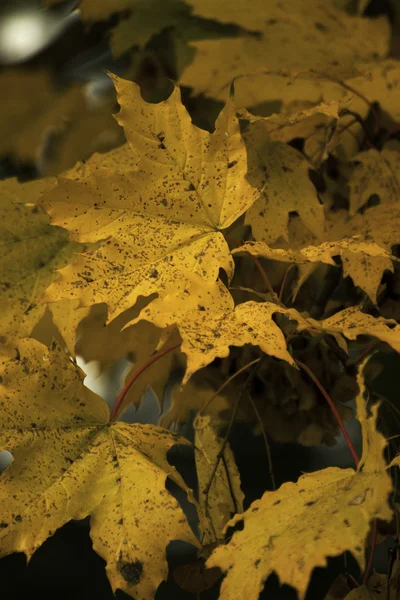 Hermosos colores de otoño en la naturaleza — Foto de Stock