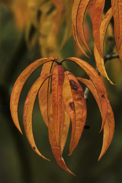 Hermosos colores de otoño en la naturaleza — Foto de Stock