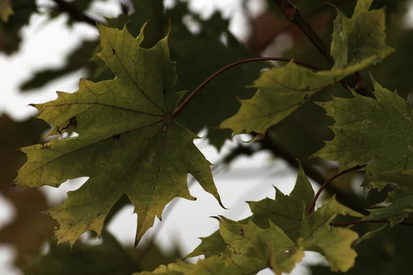 自然の中の美しい秋の色 — ストック写真