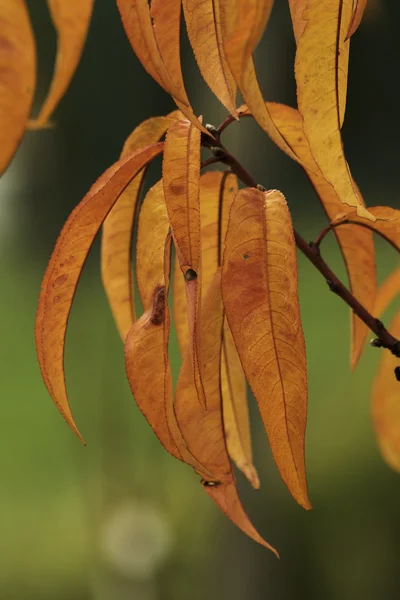 Gyönyörű őszi színek a természetben — Stock Fotó