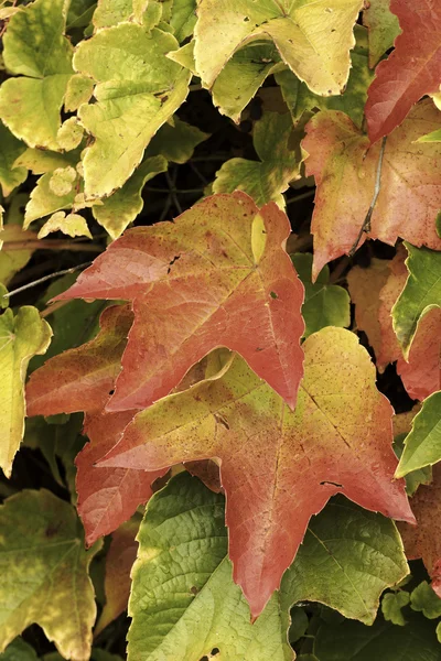 Mooie herfst kleuren in de natuur — Stockfoto