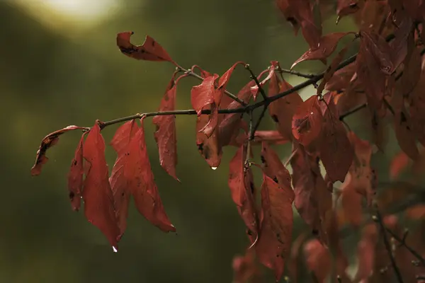 Beautiful fall colors in nature — Stock Photo, Image