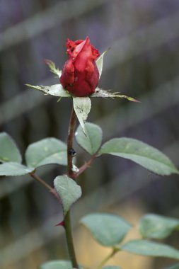 Sonbaharın güzel kırmızı gül