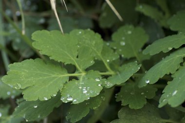 Doğada güzel sonbahar renkleri