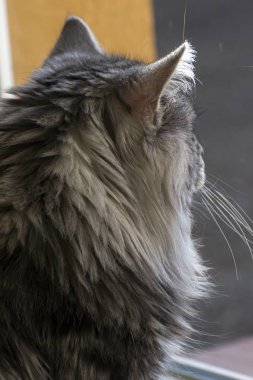 Evde istirahat Maine coon