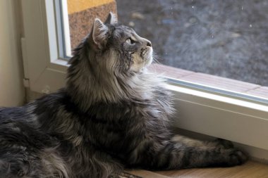 Evde istirahat Maine coon