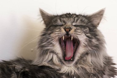 Evde istirahat Maine coon