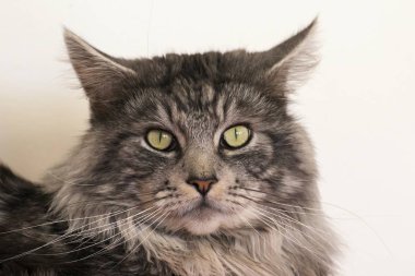 Evde istirahat Maine coon