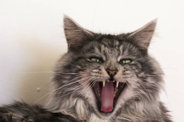 Evde istirahat Maine coon