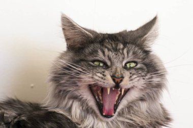 Evde istirahat Maine coon