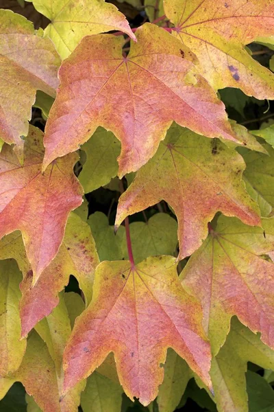 Красиві осінні кольори в природі — стокове фото
