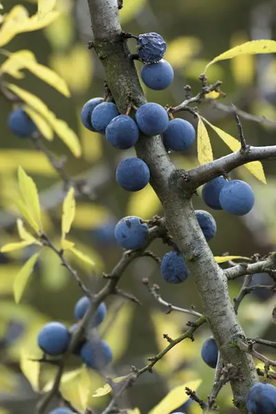Ameixas azuis maduras no mato — Fotografia de Stock