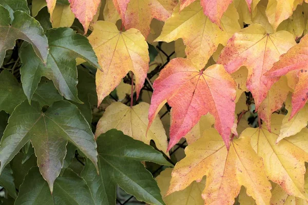 Hermosos colores de otoño en la naturaleza — Foto de Stock