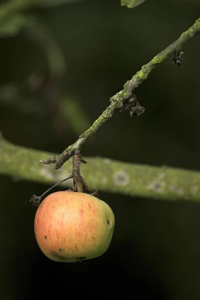 Schöne Herbstfarben in der Natur — Stockfoto