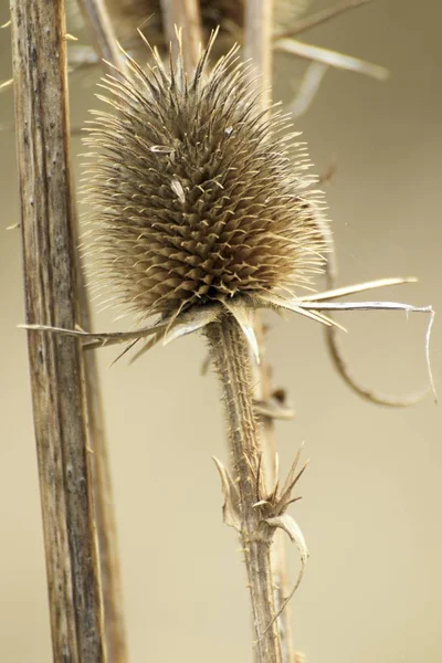 Fiore di cardo secco in autunno — Foto Stock