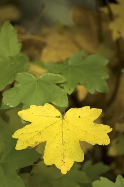 Mooie herfst kleuren in de natuur — Stockfoto