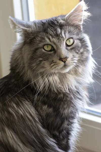 Maine coon resting at home — Stock Photo, Image