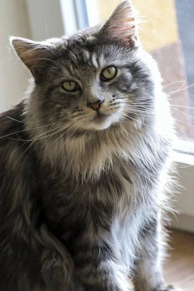 Maine coon resting at home — Stock Photo, Image