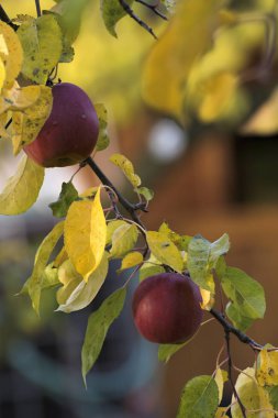 yaprakların üzerine güzel sonbahar renkleri
