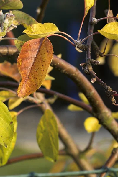 Hermosos colores de otoño en las hojas — Foto de Stock