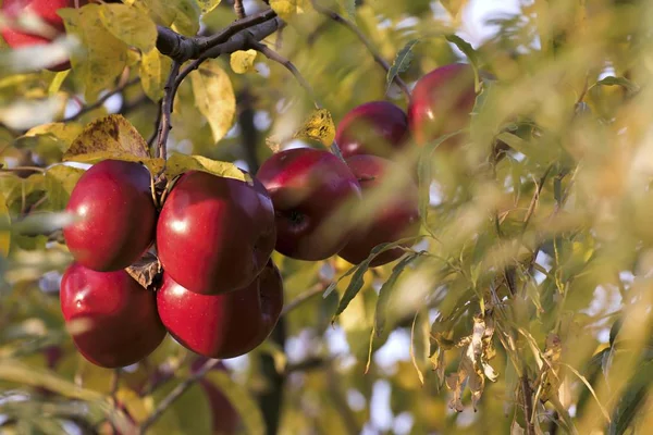 Schöne Herbstfarben auf den Blättern — Stockfoto