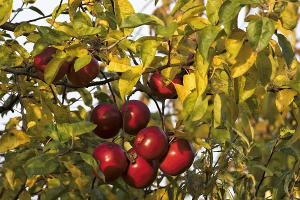 Schöne Herbstfarben auf den Blättern — Stockfoto