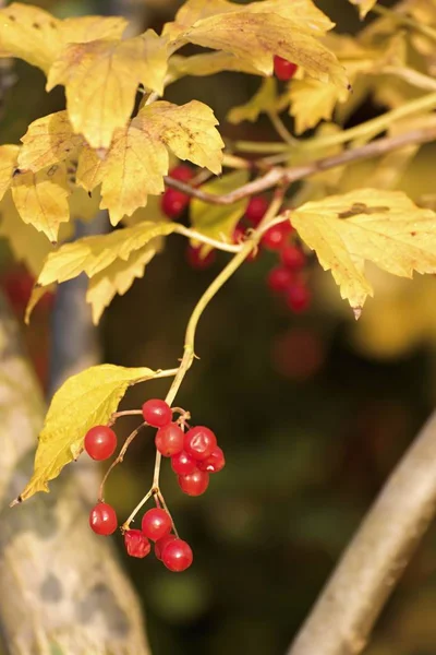 Mooie herfst kleuren op de bladeren — Stockfoto