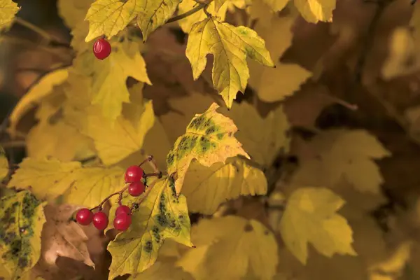 Bellissimi colori autunnali sulle foglie — Foto Stock